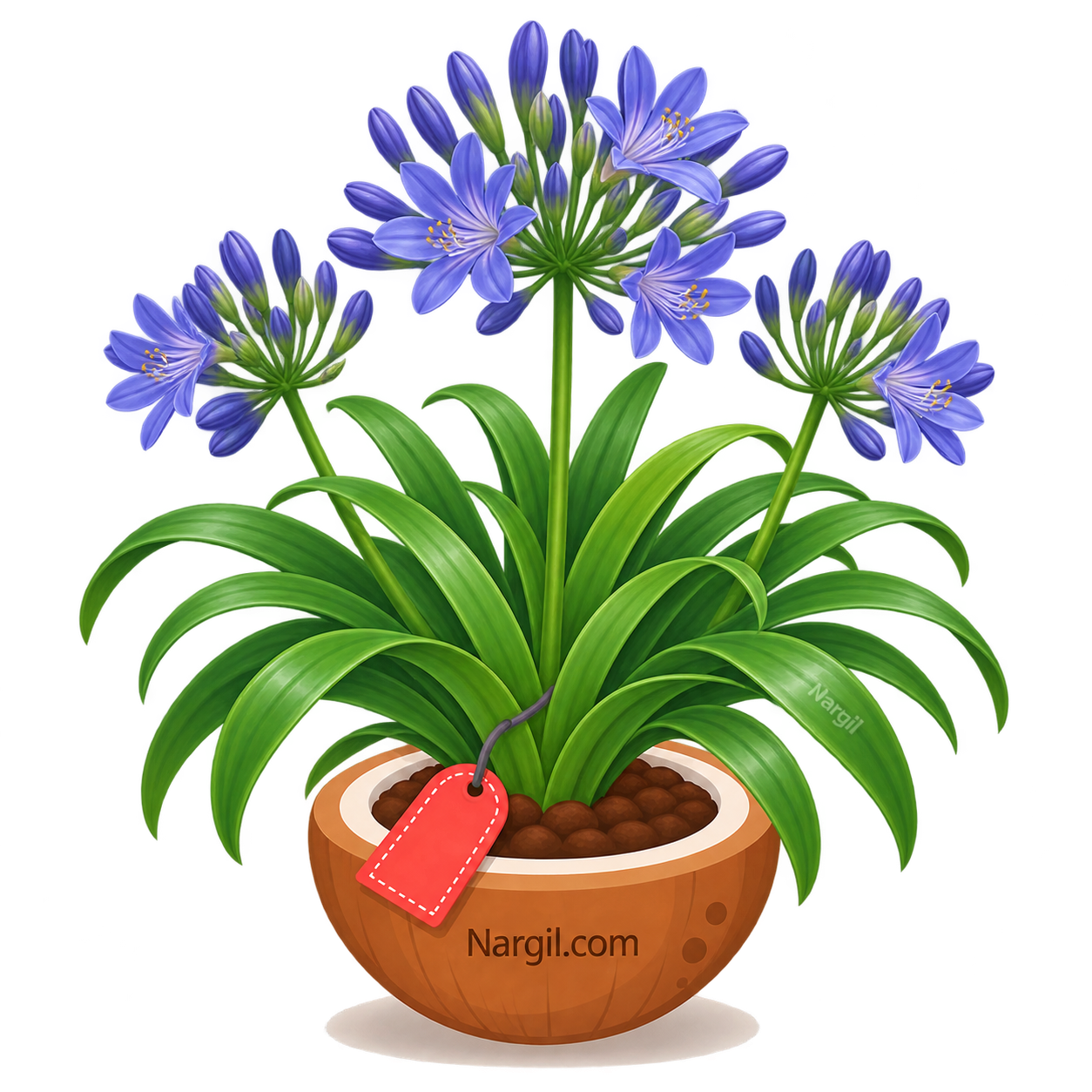Nargil_Agapanthus Africanus